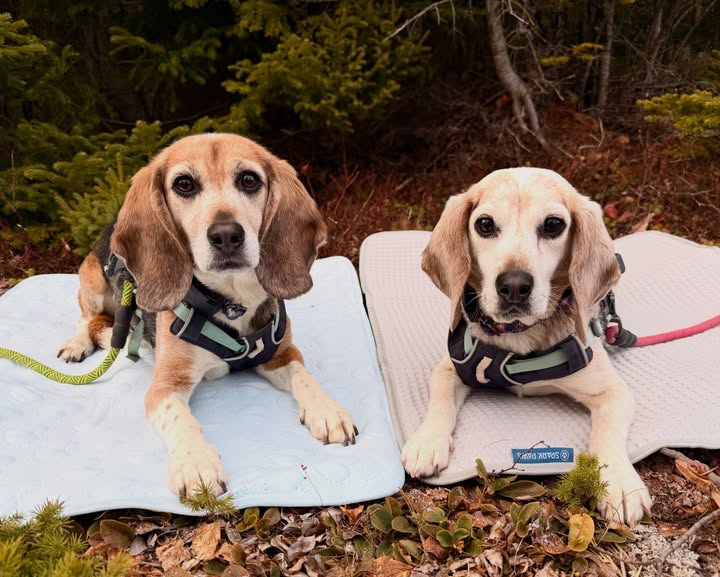 Instagram post by @beagdealzumma for Spark Paws. Caption reads: [...] SO ready for the summer now thanks to....