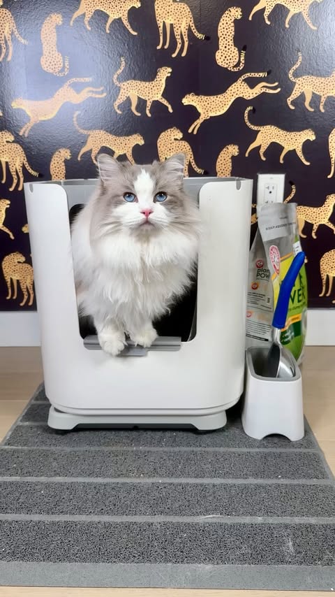 Instagram post by @sirgeorge for ARM and HAMMER. Caption reads: The only side I’m taking here is @armandhammercat....