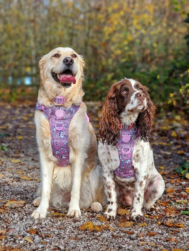 Instagram post by @bella_the_retriever21 for Bailey and Coco. Caption reads: [...] possible with my bestie in the new....