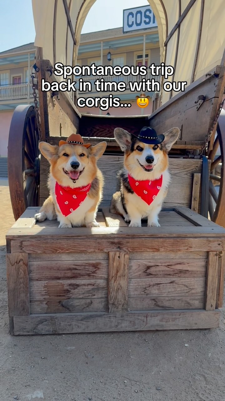 Instagram post by @bradythecorgi for HotelTonight. Caption reads: #sponsored Spontaneous trip back in time to the....