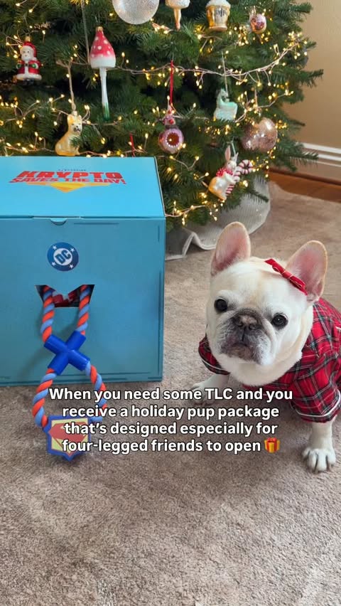 Instagram post by @marzipanthefrenchie for Warner Bros.. Caption reads: @superman @dcofficial’s #KryptoSavestheDay! –....