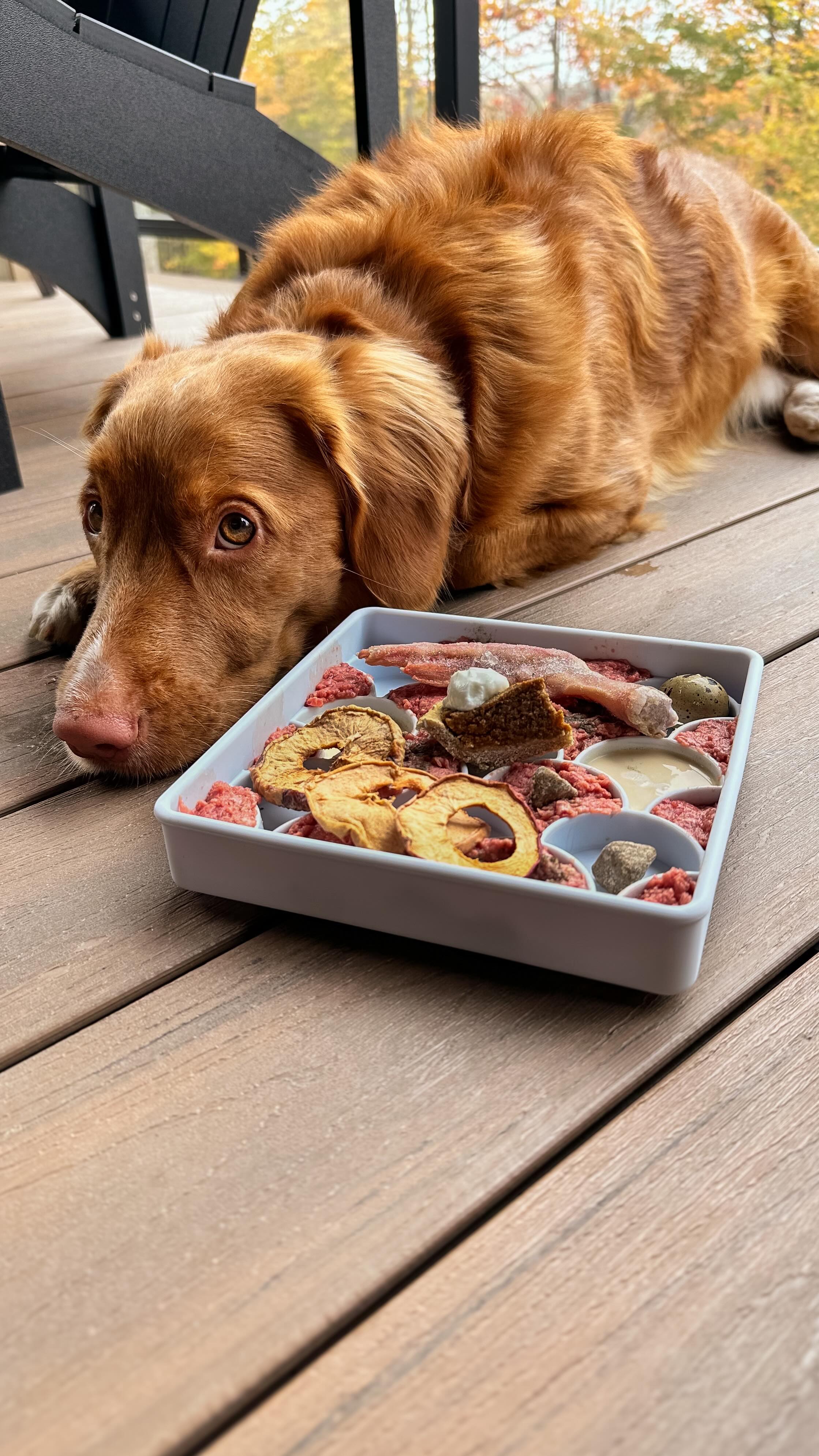 Instagram post by @hickory.dickorydog for BIG COUNTRY RAW. Caption reads: Thanksgiving Feast 🧡🦃 @bigcountryraw game bird....