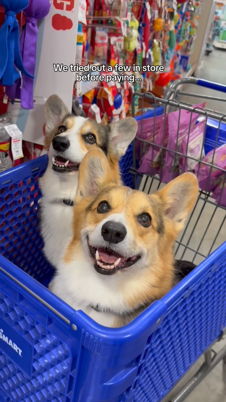 Instagram post by @bradythecorgi for PetSmart. Caption reads: We reached Corgi VIPP (Very Important Pet Parent)....