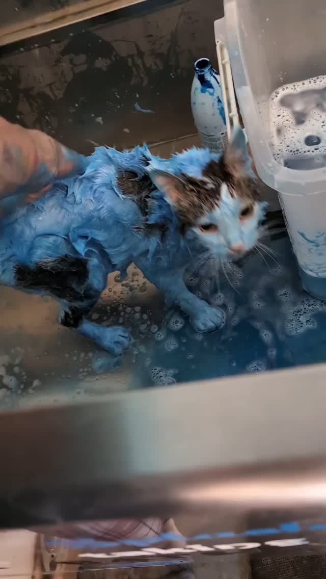 Instagram post by @dogs_on_the_farm_ for OPAWZ. Caption reads: Blue Minnow! 🐟 #opawz #opawzdye.