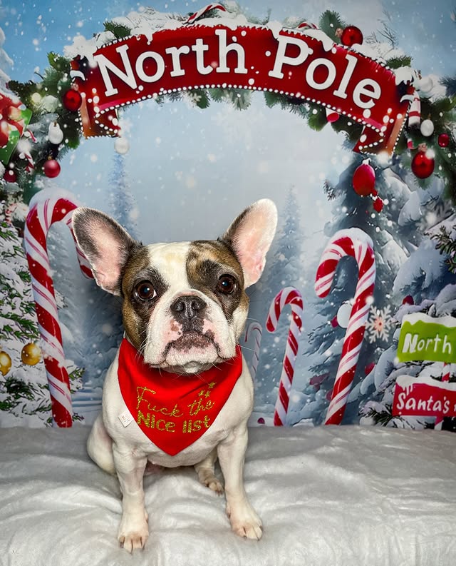 Instagram post by @prettypennyandindy for Fur the Love of Toys. Caption reads: Forget Black Friday, we & the fabulous FLOT reps....