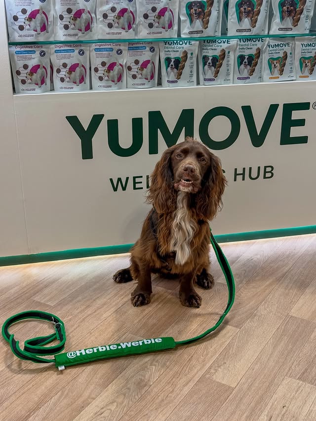 Instagram post by @herbie.werbie for YuMOVE. Caption reads: [...] Fankful Friday 🤗 Thank you so much to....