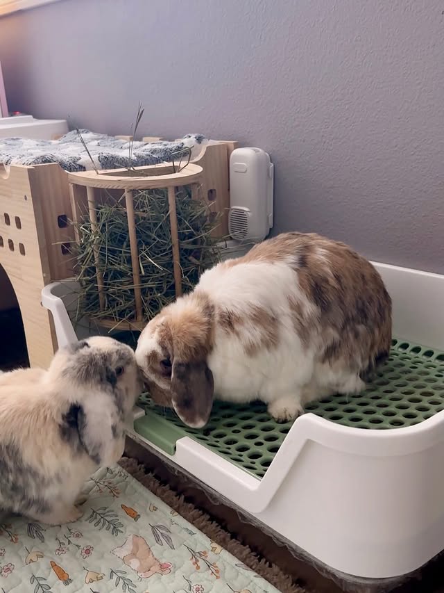 Instagram post by @eeveesbunlops for Uahpet. Caption reads: [...] litter boxes, zero smell. This compact....