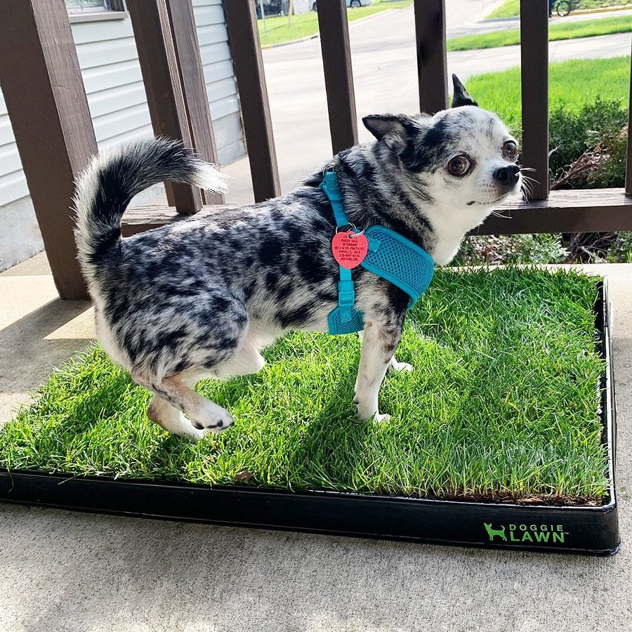 Instagram post by @sir_cc_thechihuahua for Doggielawn. Caption reads: [...] 😱❄️ To get 10% off your new @doggielawn....