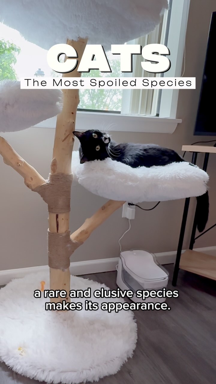 Instagram post by @scrimpusthecat for MICHUPET. Caption reads: [...] the Deluxe Blossom Cat Tree from....