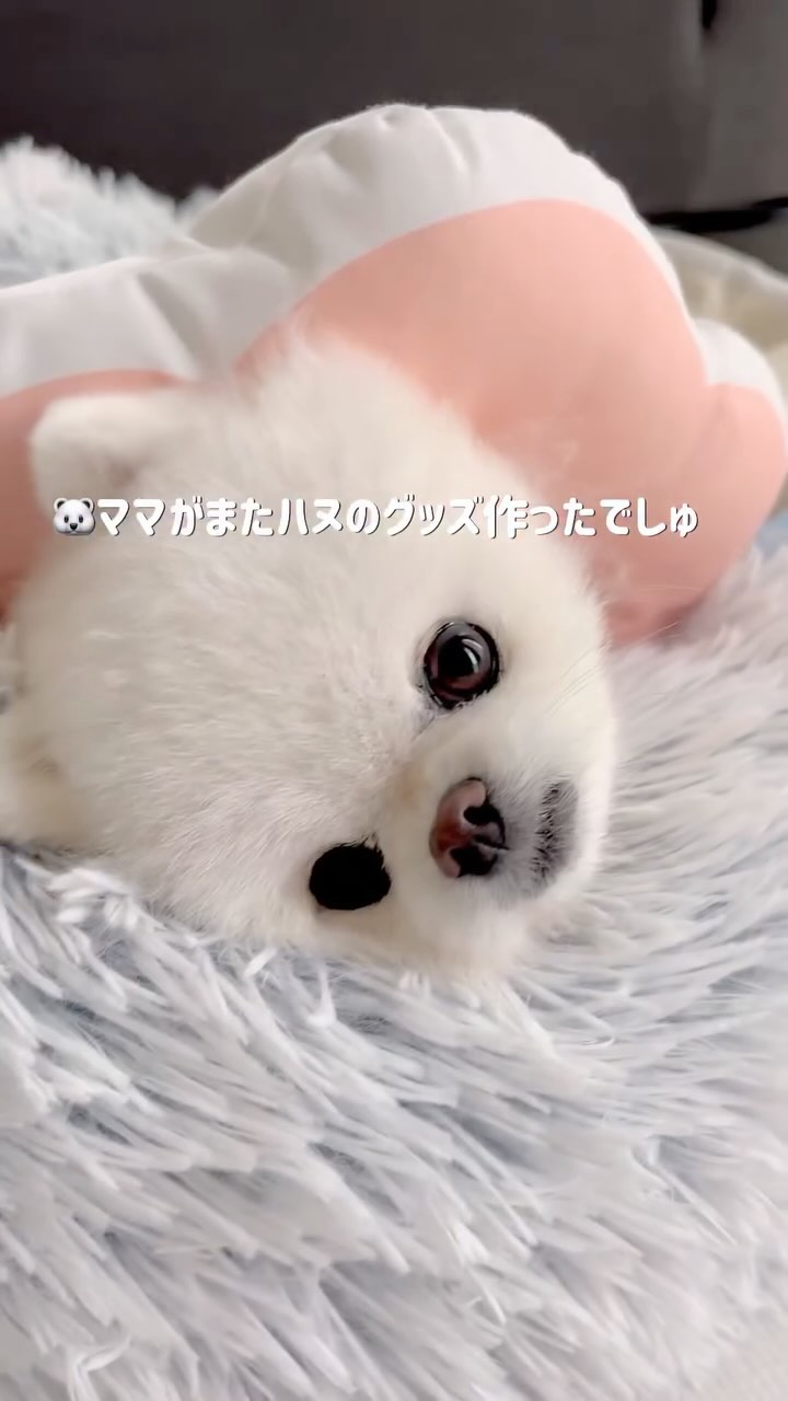 Instagram post by @haneulstory___ for 7sgood. Caption reads: ⁡
ハヌル大好き飼い主またまた
@wow.7sgoodさんでオリジナルグッズ作りました🍀
⁡
⁡
....