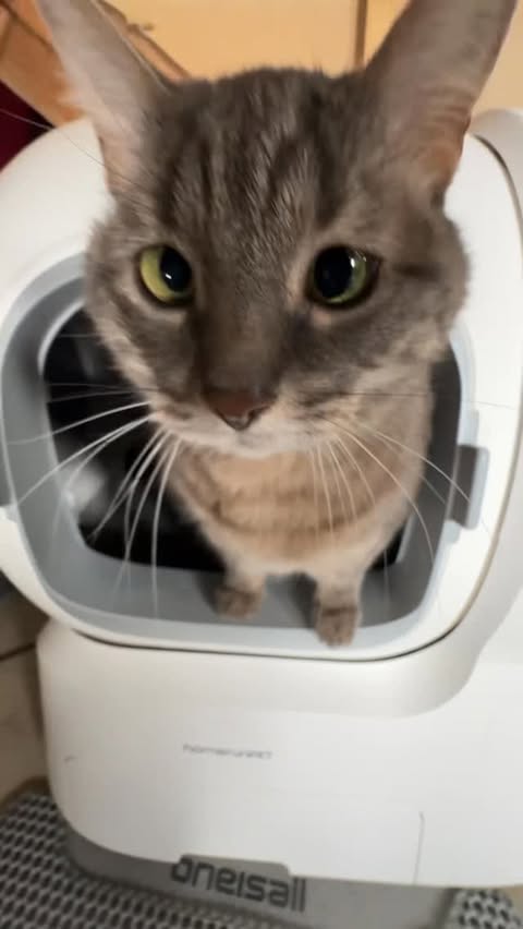 Instagram post by @crib_of_misfit_pets for Homerunpet. Caption reads: @homerunpet_global made a automatic cat box that....