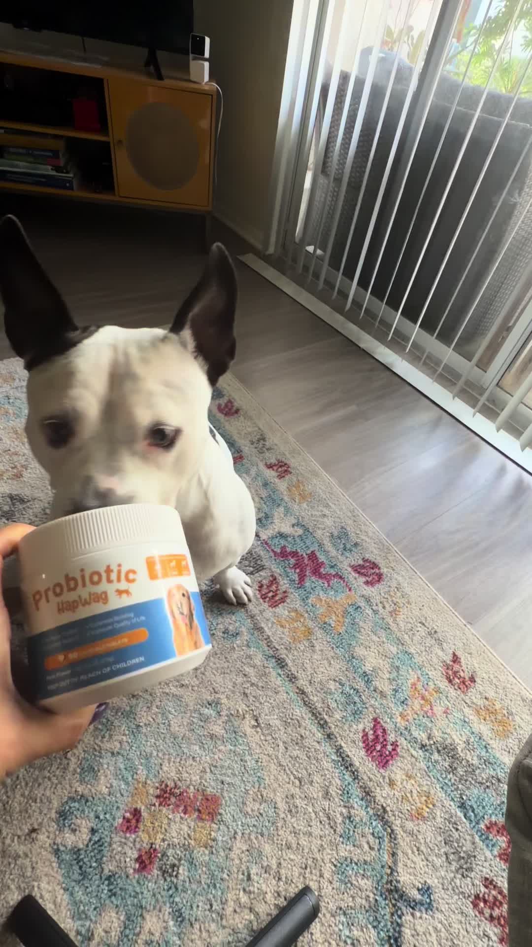 TikTok post by @zoebullyvibes for HapWag. Caption reads: [...] #probiotics #healthy #premium #happy....
