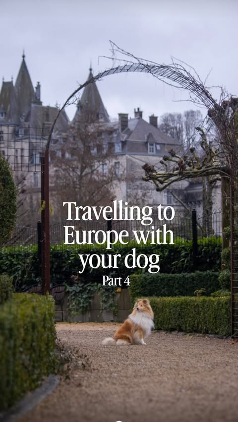 Instagram post by @londonsheltiecallie for Forthglade. Caption reads: [...] Callie’s bed and all her favourite....