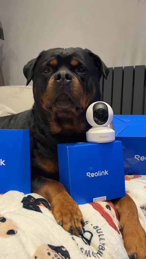 Instagram post by @demiwiththedogs for Reolink. Caption reads: 🎁 GIVEAWAY 🎁
I’ve teamed up with Reolink to give....