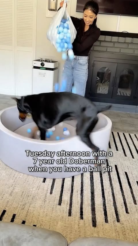 Instagram post by @diesel_dobie for Sundays for Dogs. Caption reads: [...] for 50% off first order. @sundaysfordogs....