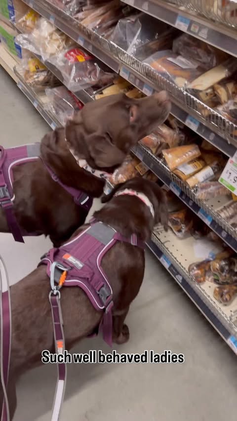 Instagram post by @lablife_bailee_kahlua for Tractor Supply. Caption reads: Girls Night out at Tractor Supply....