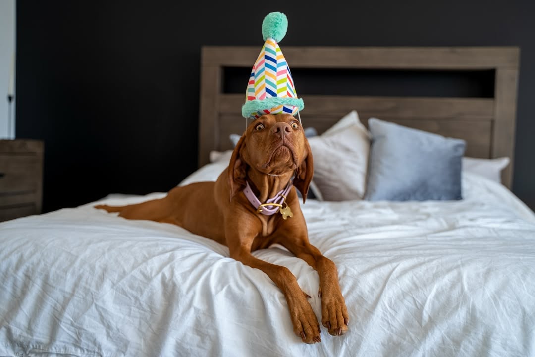 Instagram post by @milliethevizslacanada for Strange Tails. Caption reads: [...] time has flown by! Collar by:....