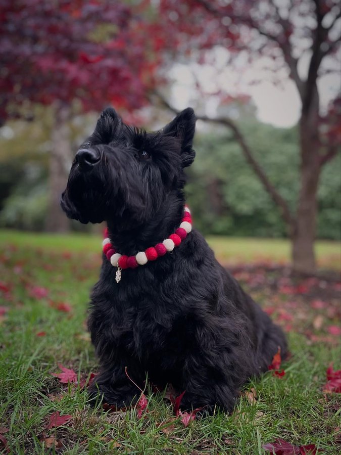 Instagram post by @olive_pocketrocket for Poochie Pals. Caption reads: [...] festive Christmas collection over at....