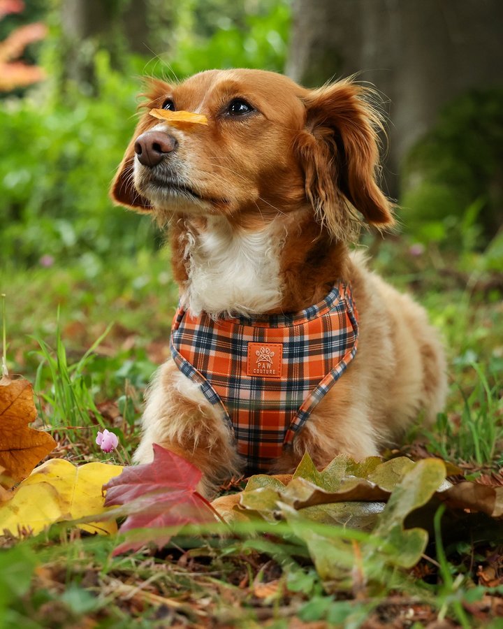Instagram post by @ivythatcockapoo for Paw Couture. Caption reads: [...] new design Rustic Plaid from....