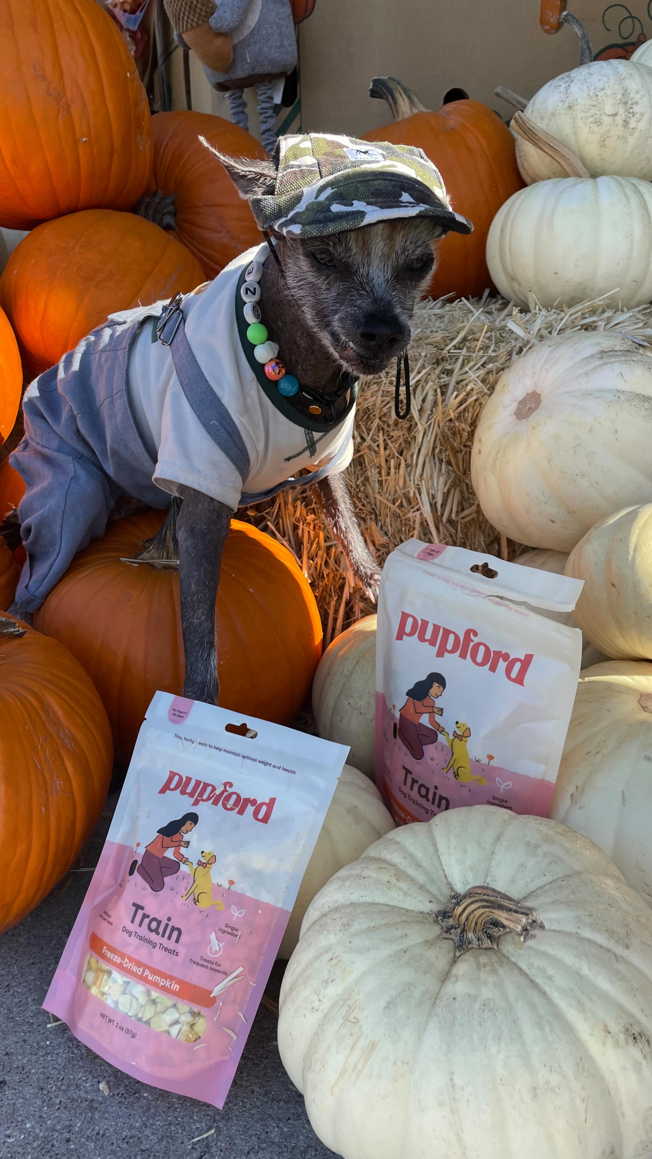 Instagram post by @zeusxolo for Pupford. Caption reads: [...] surprise everywhere I turned, there was....