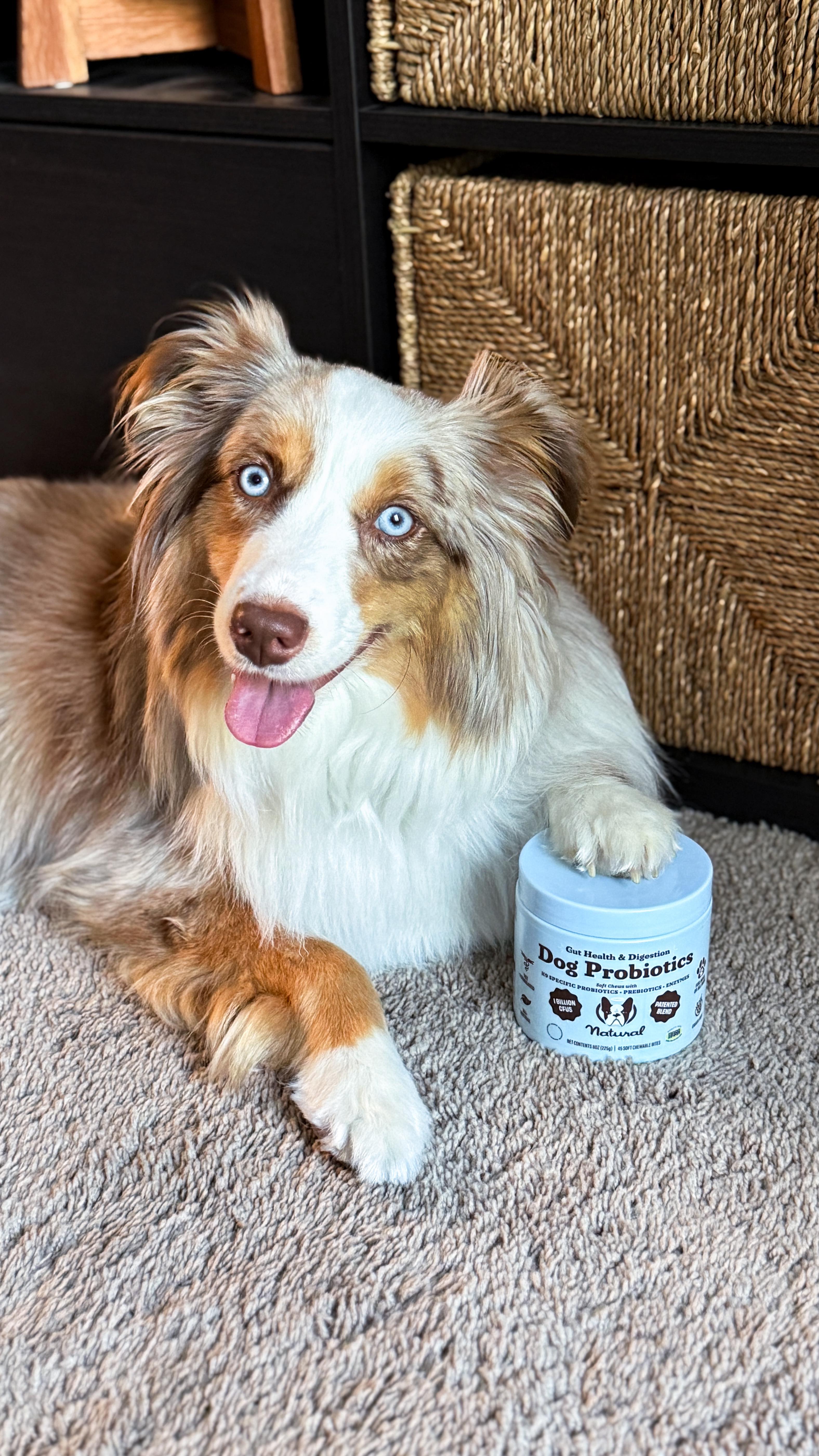 Instagram post by @cavakisses for Natural Dog Company. Caption reads: 💥Boost your dogs gut health with....