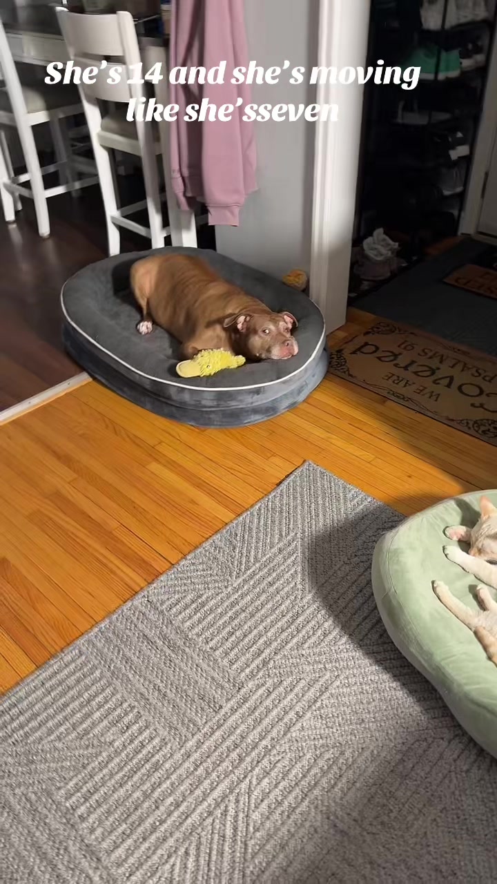 TikTok post by @benson25254 for Kradle. Caption reads: Kradle Daily Hip & Joint Chews for Dogs | [...].