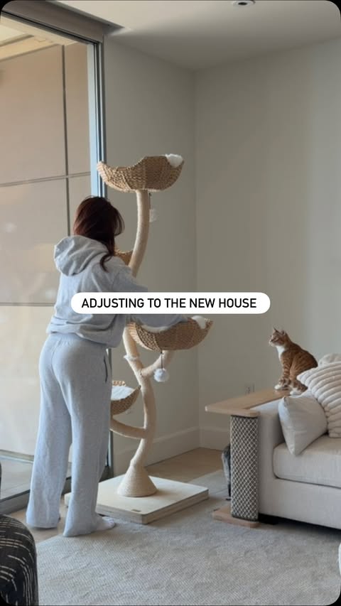 Instagram post by @gigixmeow for Wellness Pet Food. Caption reads: As you guys know, we recently moved into a new....