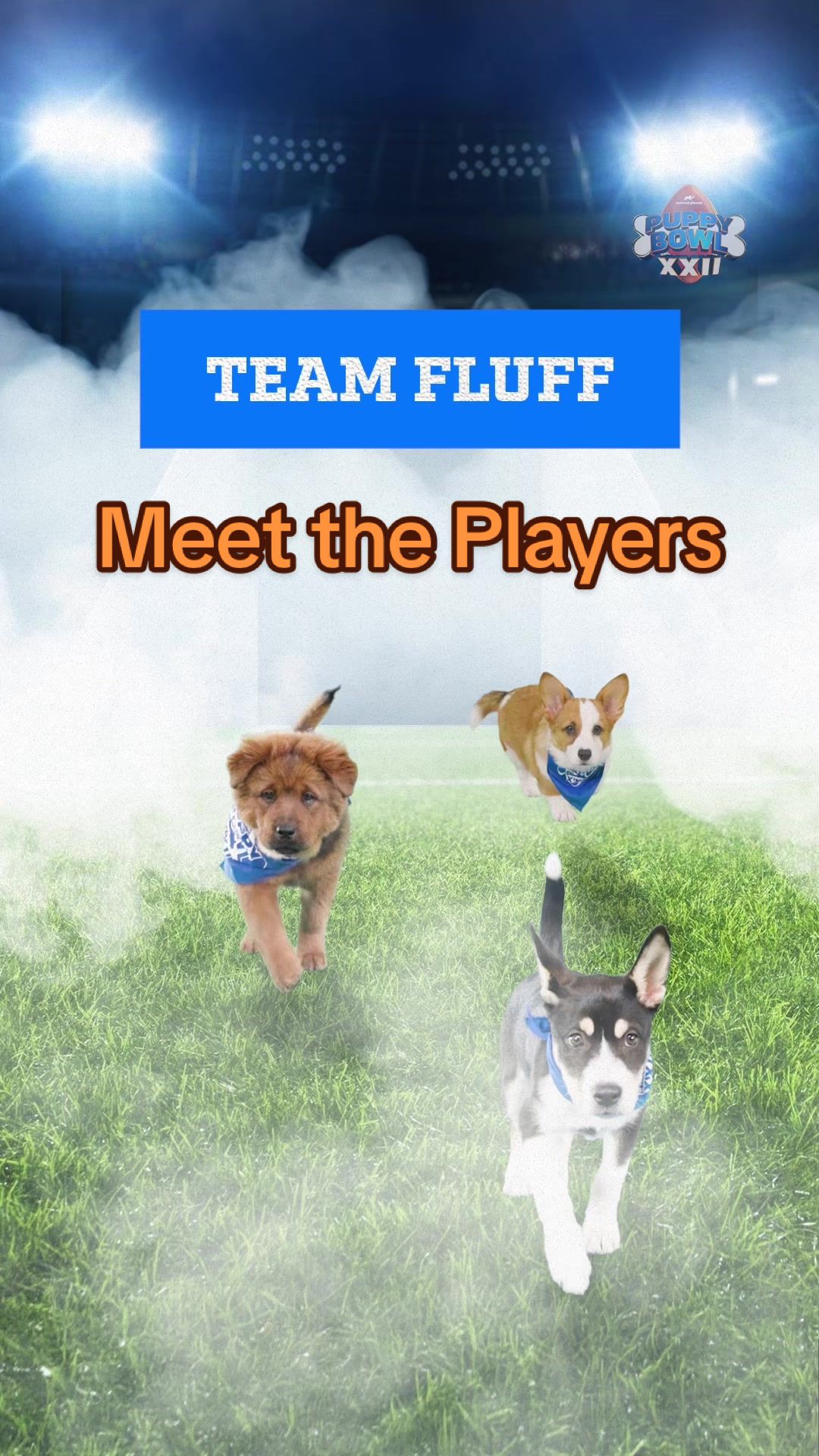 TikTok post by @animalplanet for Discovery. Caption reads: 🚨The Puppy Bowl roster is set🚨 Team Ruff and....
