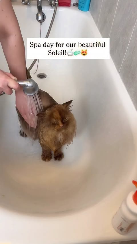 Instagram post by @felindorcats for PetSnowy. Caption reads: We are so excited to show you our NEW ✨PetSnowy....