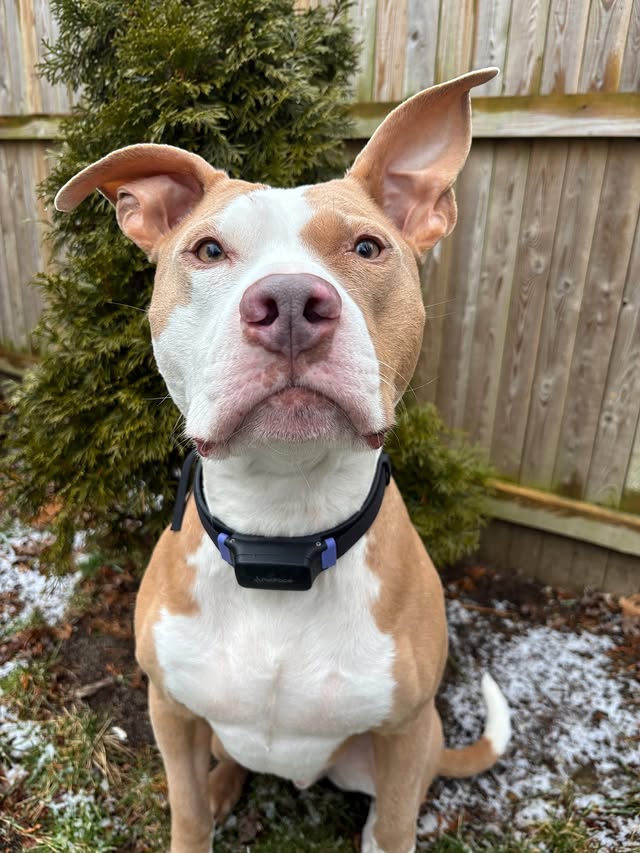 Instagram post by an influencer for PetPace. Caption reads: Swipe to see how Polo feels about the snow 🤭😛....