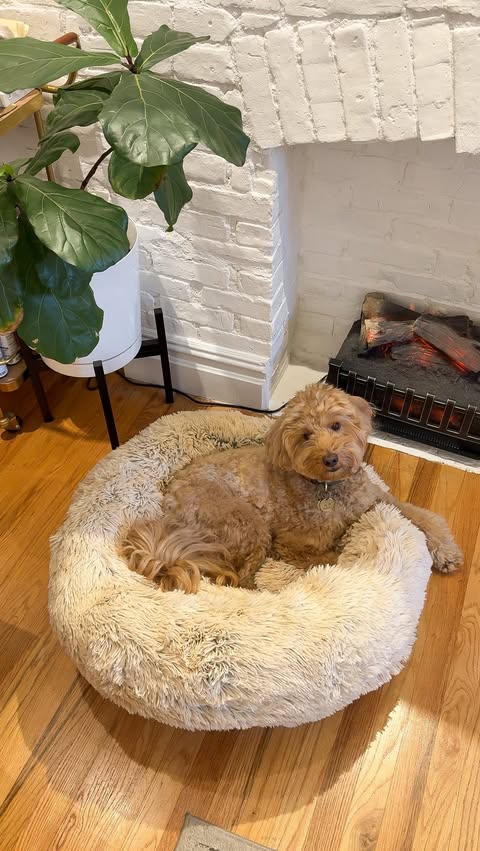 Instagram post by @lildoodbrooks for Chewy. Caption reads: Our newest holiday tradition with @chewy 🎁
Shop....