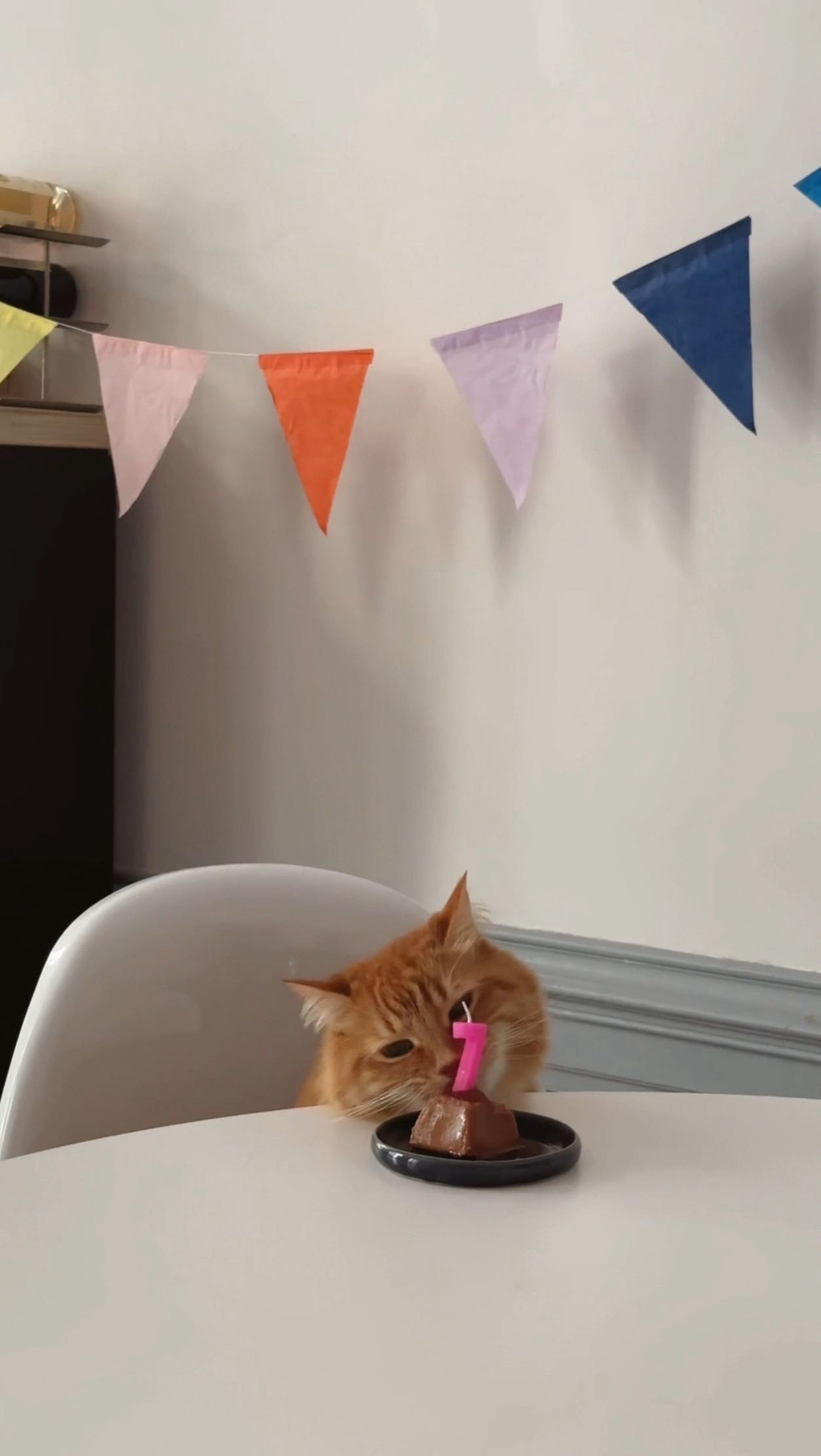 Instagram post by @sarahbabineau_ for Litter-Robot. Caption reads: Grand concours pour l’anniversaire de mon chat....