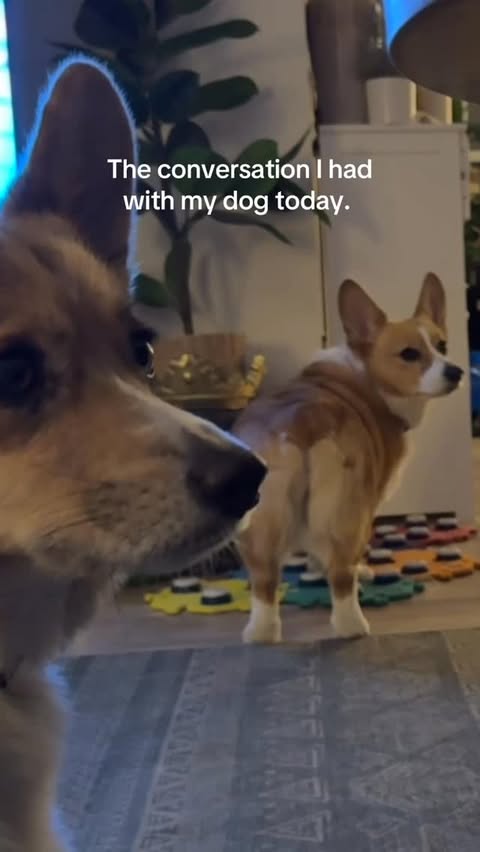 Instagram post by @corgiontop for FluentPet. Caption reads: [...] #shortstopthecorgi 🛎️buttons by @fluentpet.