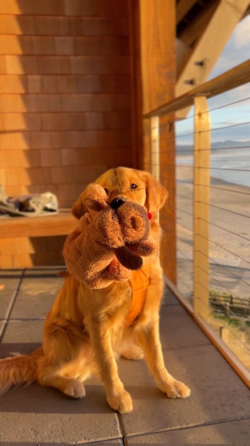 Instagram post by @scoutgoldenretriever for Snuggle Puppy. Caption reads: [...] for us. I’ve partnered with....