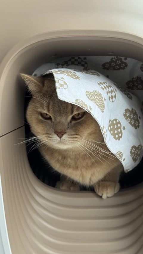 Instagram post by @poekie_ng for PetSnowy. Caption reads: [...] like a clean litterbox? 🧼😌....