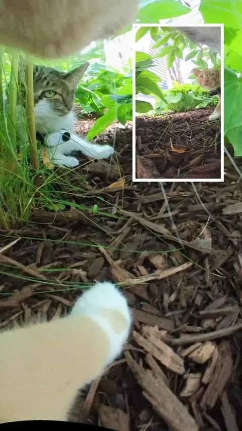 Instagram post by @mr.kitters.the.cat for Petlibro. Caption reads: Let do lunch! MaMOW! 📣🐈The PETLIBRO
One RFID....