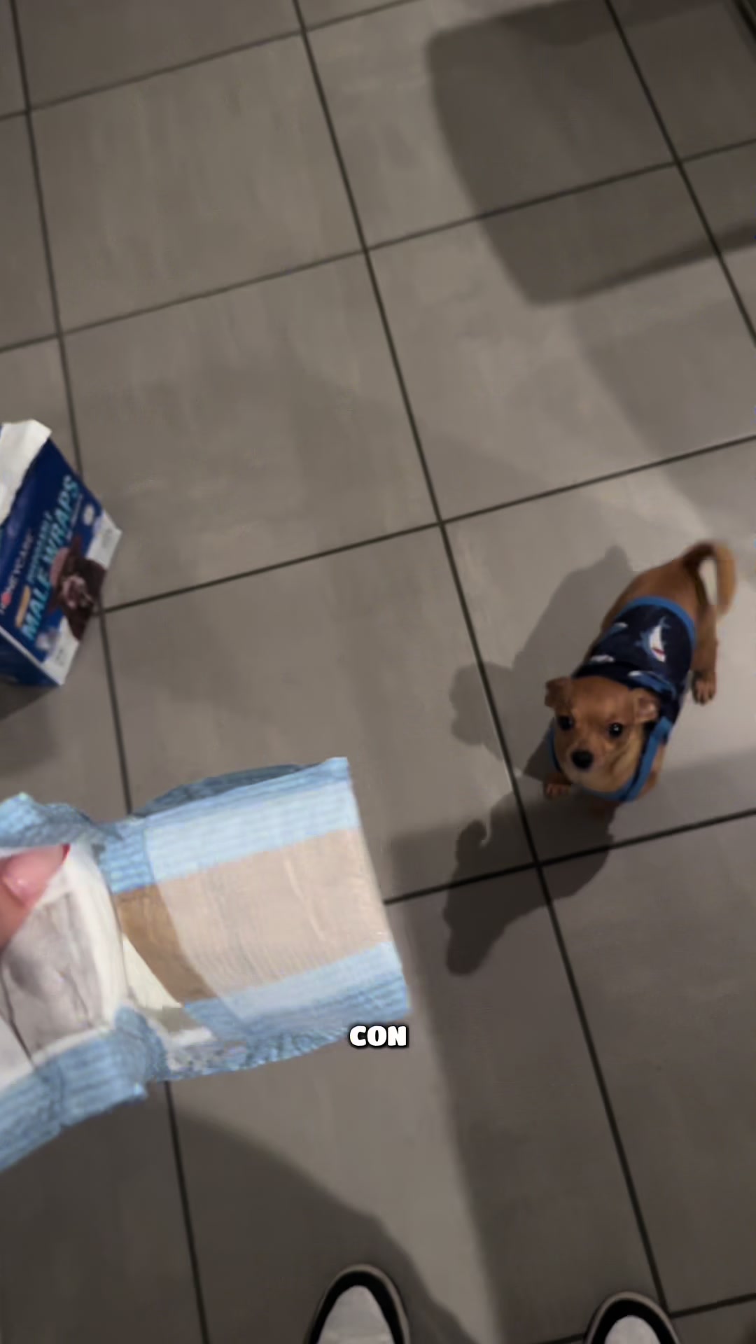 TikTok post by @glorisa2617 for HoneyCarePet. Caption reads: No me canso de recomendar este producto 🥰❤️....