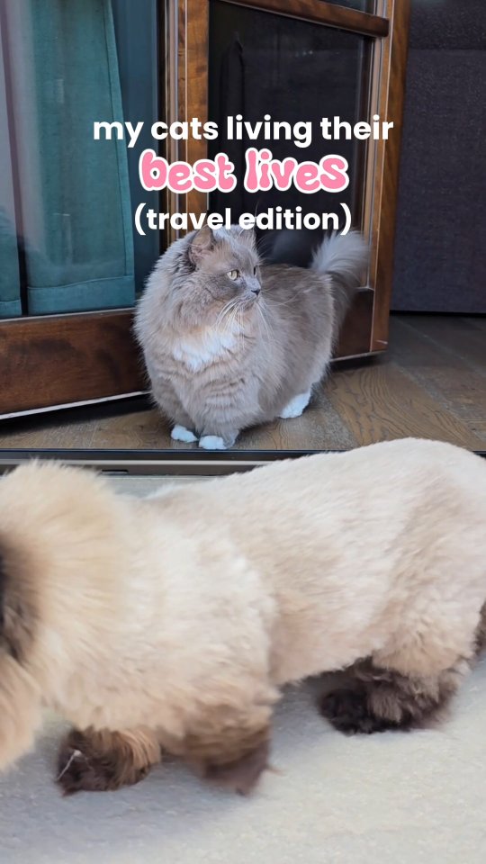 Instagram post by @munchkinstevie for Wellness Pet Food. Caption reads: #ad Traveling with cats means sticking to what....