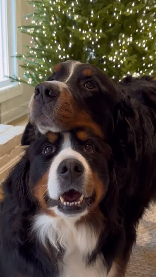 Instagram post by @thebernerbunch for Chewy. Caption reads: Twas the Night Before Christmas:
Chewy Claus....