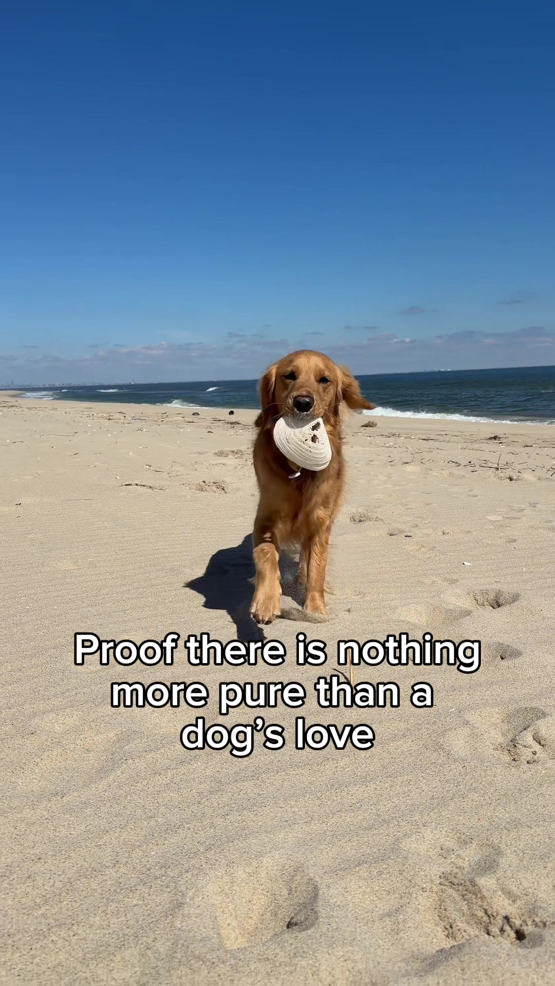 TikTok post by @hudsonstaysgolden for Wellness Pet Food. Caption reads: [...] or through the link in my bio.....