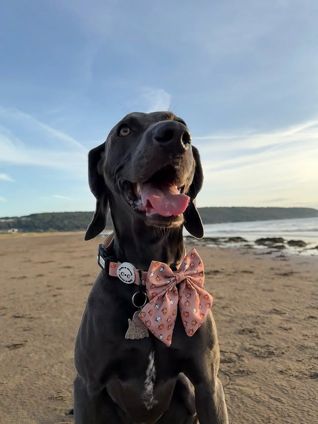 Instagram post by @weimaraner_blue_est2020 for Cookie & Chewkie. Caption reads: Happy #cookieandchewkiechewsday 🧡 Collar / Bow -....