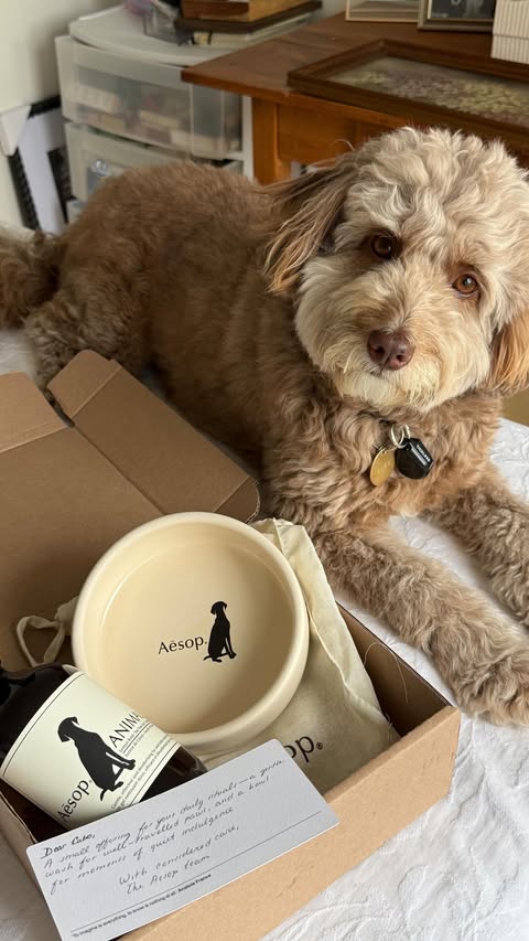 Instagram post by @veerusso for Aesop. Caption reads: Unbox Cabo’s very special PR with us 🐾 @aesop....