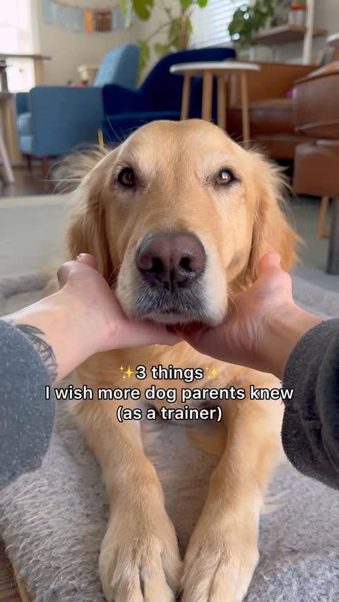 Instagram post by @goldenpup.mika for ACANA Petfoods. Caption reads: Small daily choices make the biggest difference in....