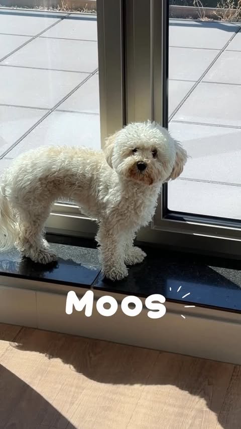 Instagram post by @x.rosacecilia for Edgard & Cooper. Caption reads: moos vlog take-over 🐶🦴🐾⭐️📸 ‘ROSA20E’ voor 20%....