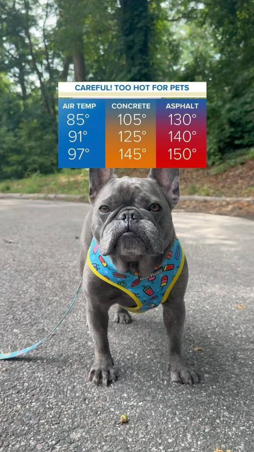 Instagram post by @winstonthefrenchiee_ for Skout's Honor. Caption reads: [...] you’re still learning like me.... try....
