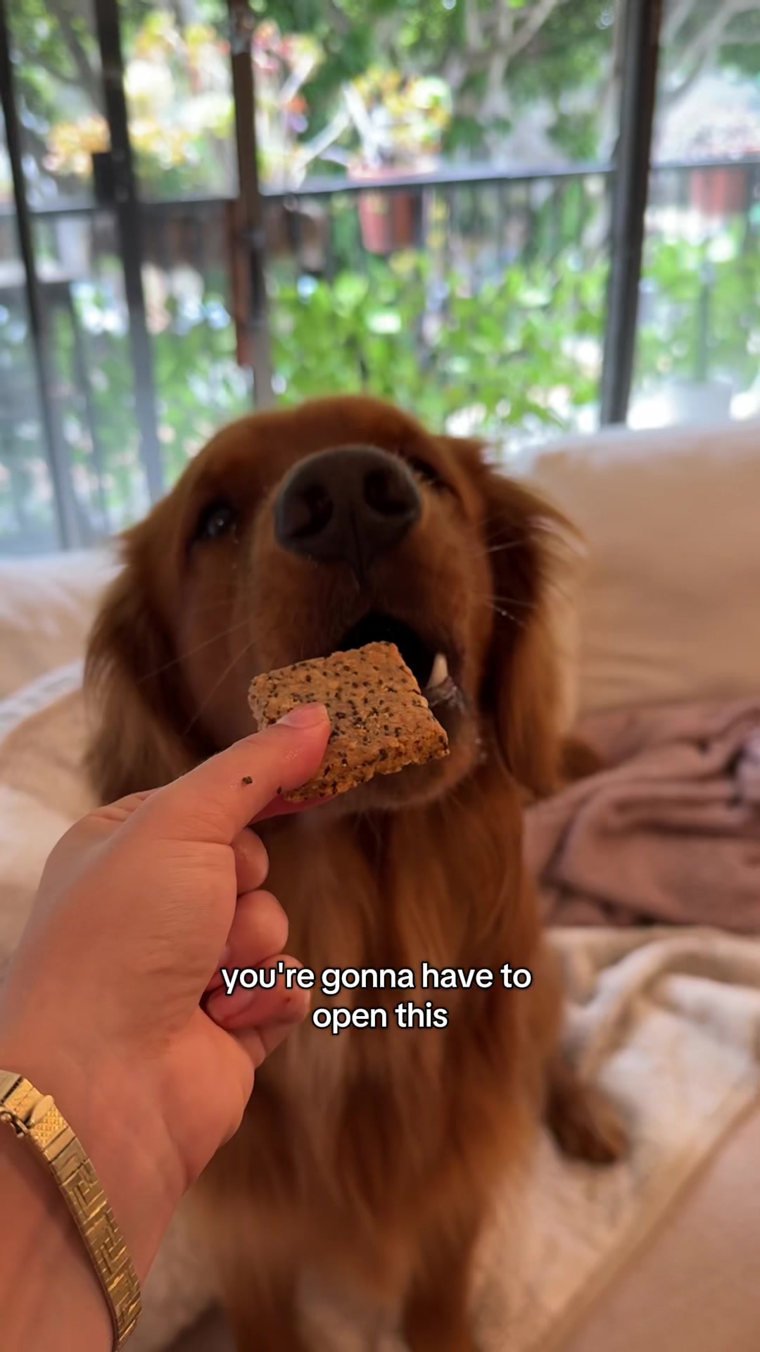 TikTok post by @bad_boy_bru for Maev. Caption reads: [...] 💪 #goldenretriever #dayinmylife #puppy....