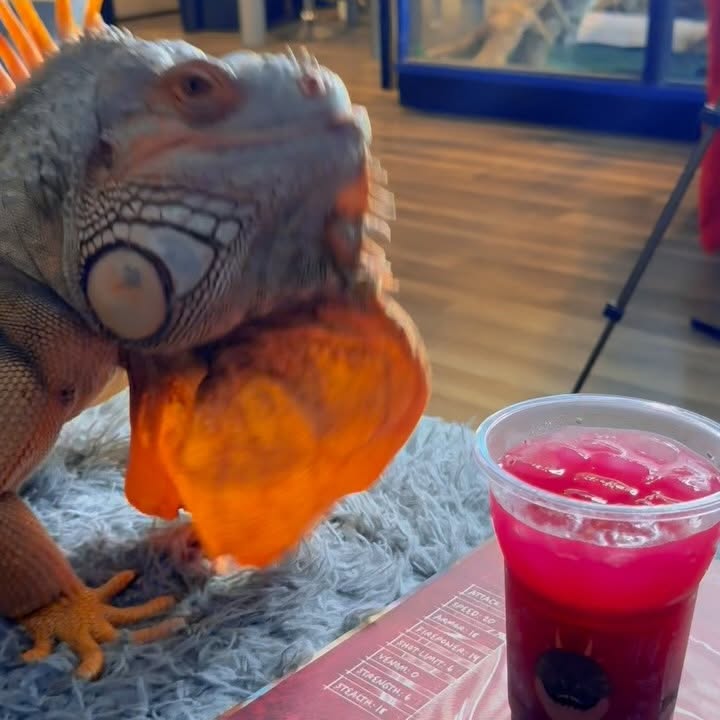 Instagram post by @rocket_the_iguana for Kung Fu Tea. Caption reads: 🤯 So @kungfuteausa and How To Train Your Dragon....