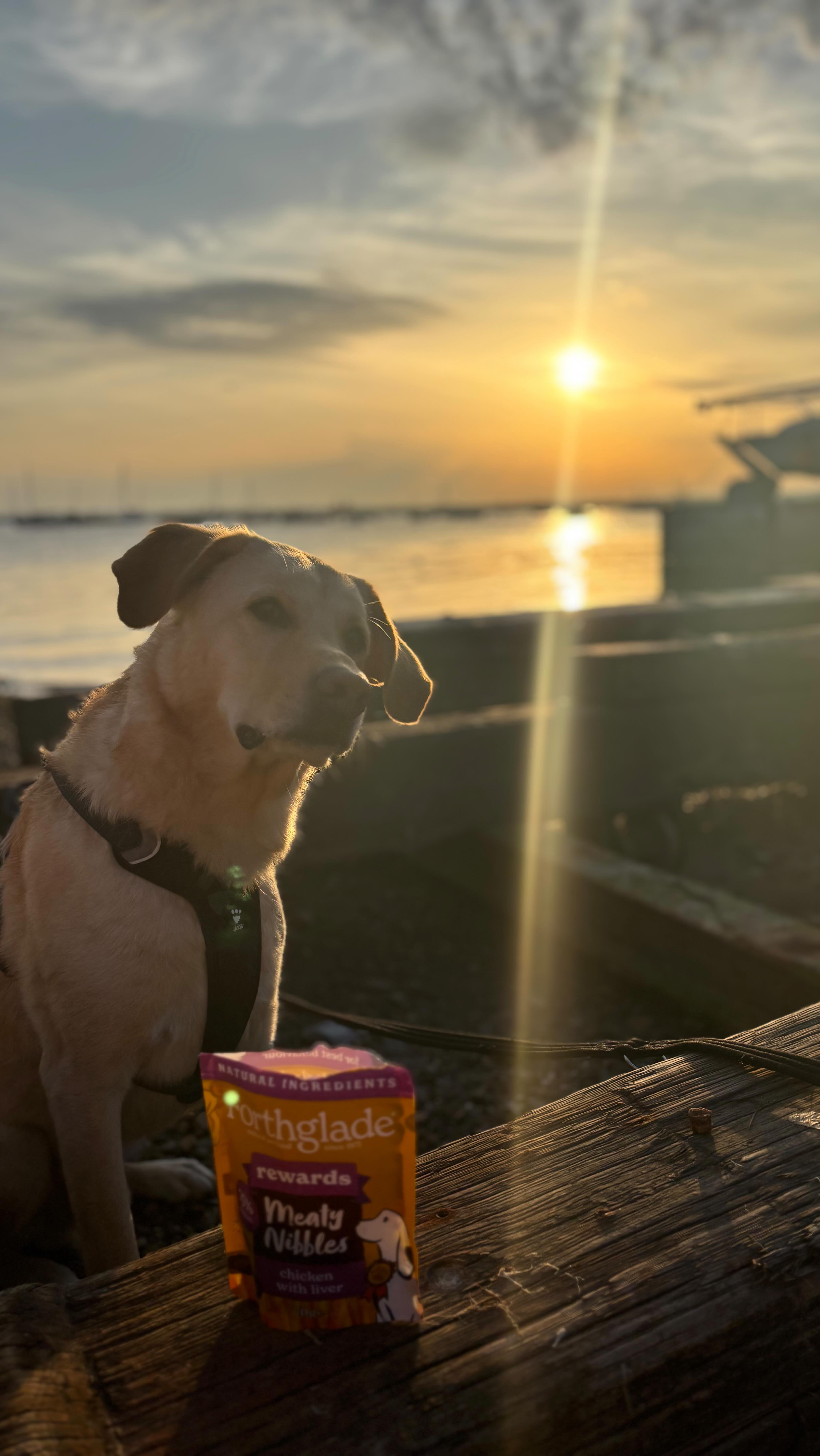 Instagram post by @travelbysunlight for Forthglade. Caption reads: [...] dinners - pizza for us and obviously....