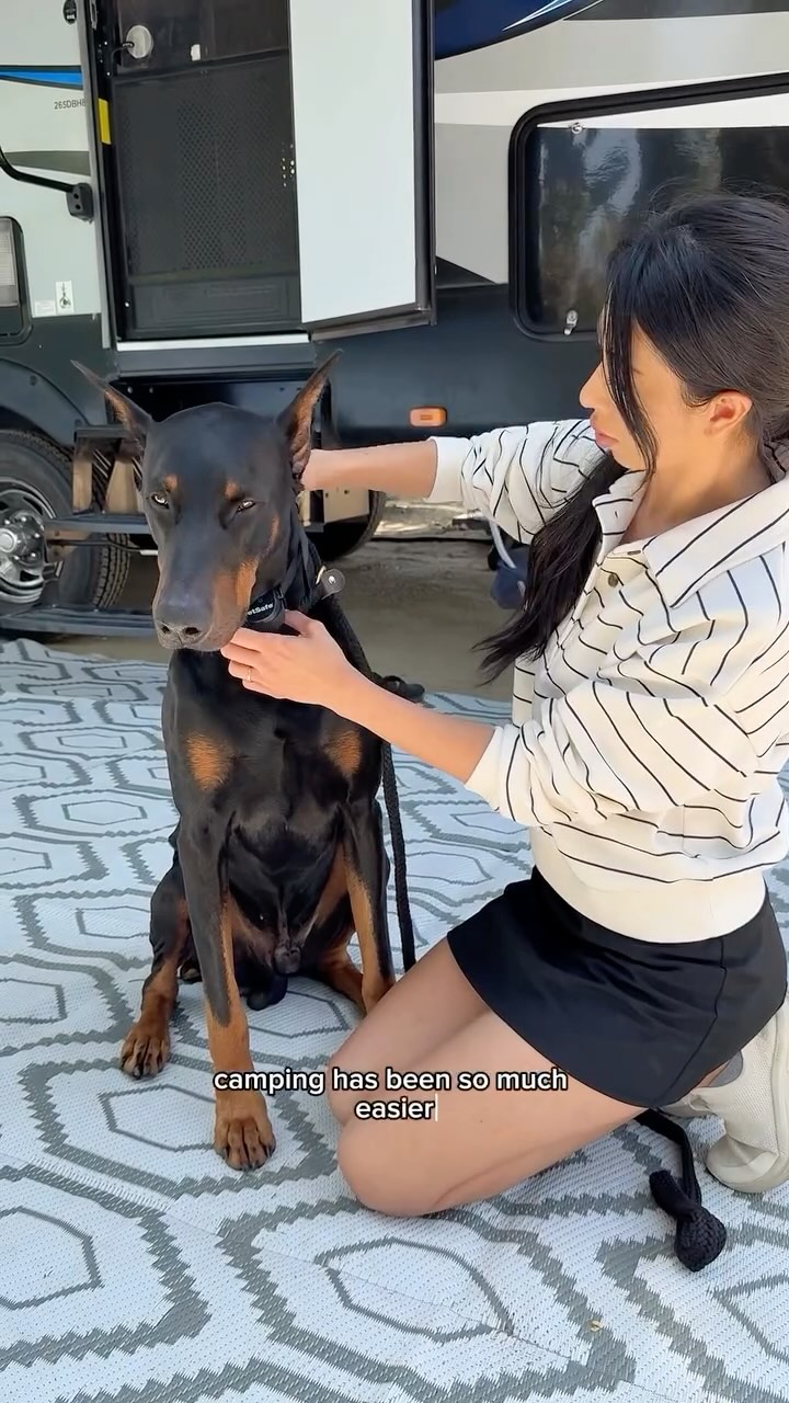 Instagram post by @diesel_dobie for PetSafe. Caption reads: Update on our @petsafe Stay & Play Wireless....