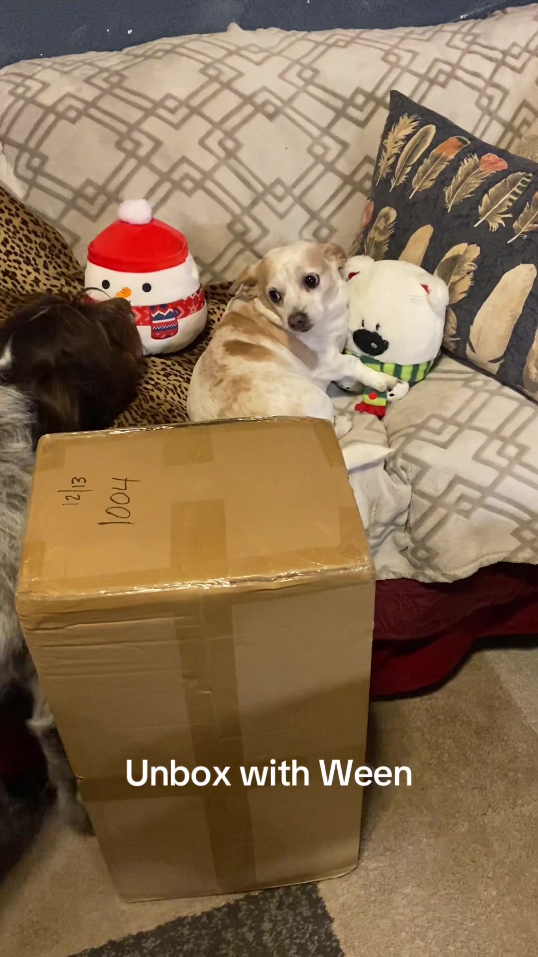 TikTok post by @thebeanieween for Pecute. Caption reads: So nice and ween loves it @Pecute Official #pecute....